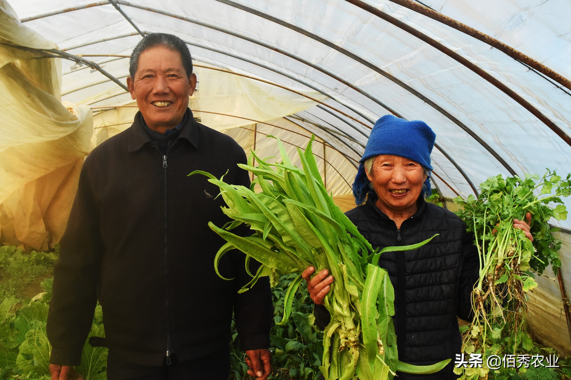 生活小窍门种植技巧_种植窍门技巧生活小常识_种植窍门技巧生活小妙招