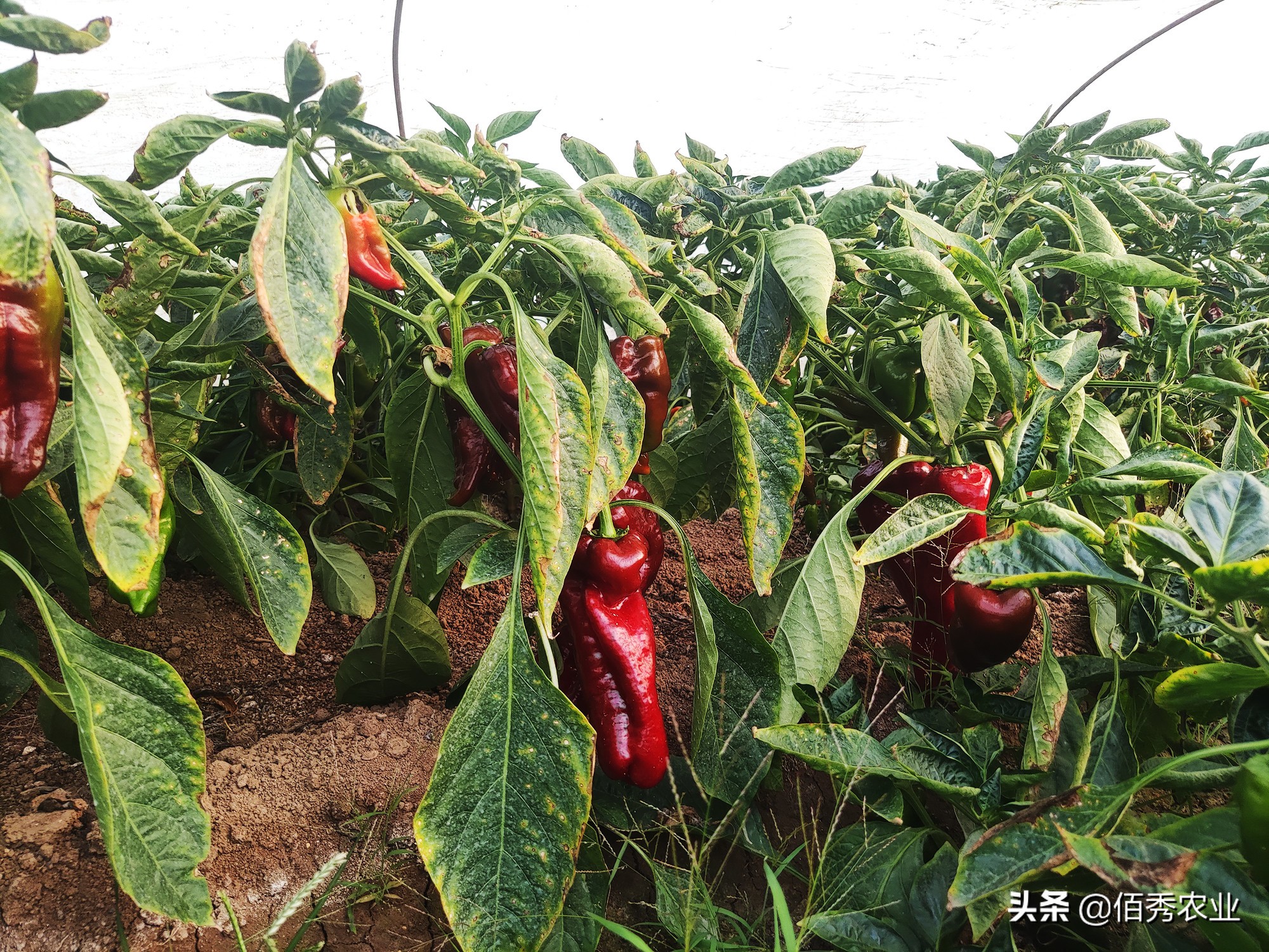 种植窍门技巧生活小妙招_种植窍门技巧生活小常识_生活小窍门种植技巧