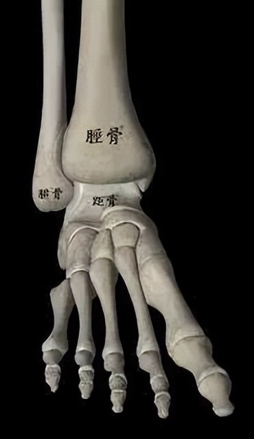 脚踝痛还继续运动会怎么样_运动脚踝疼怎么办_脚踝疼痛活动后缓解